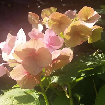 Wunschgarten Wesselburen